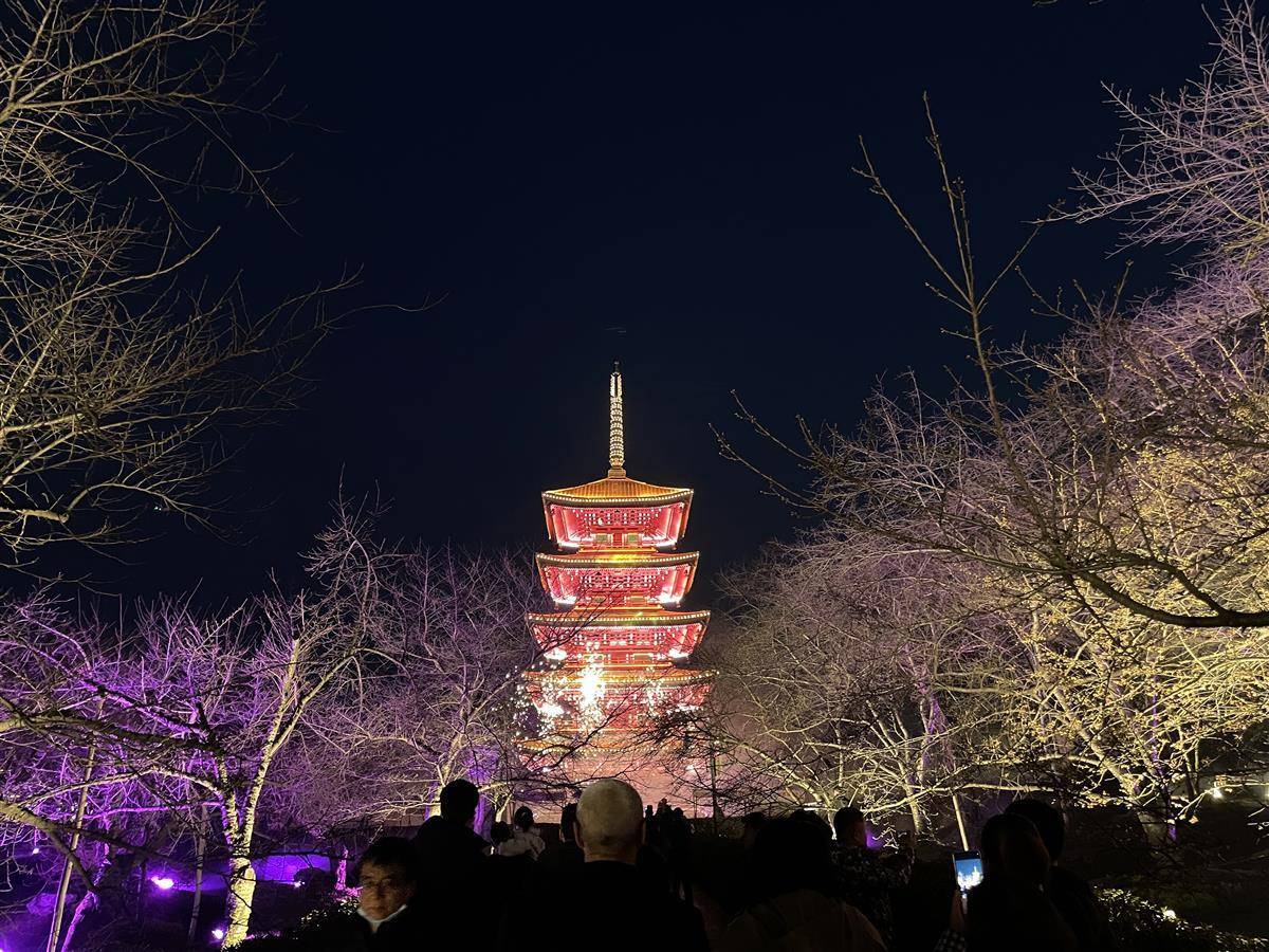 武漢東湖櫻花節浪漫開幕
