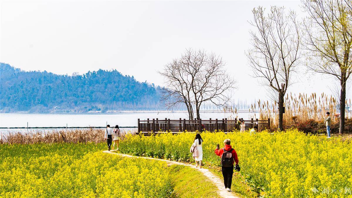 武漢萬國公園油菜花海惹人醉