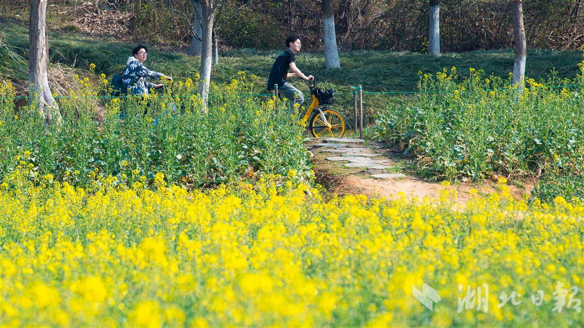 武漢萬國公園油菜花海惹人醉