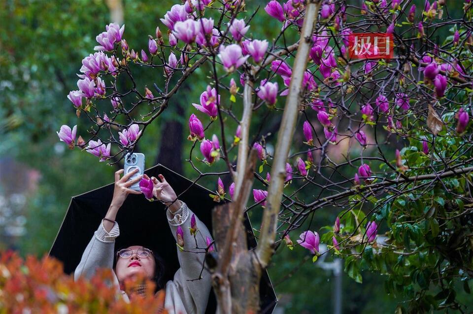 武漢：花動一城春色