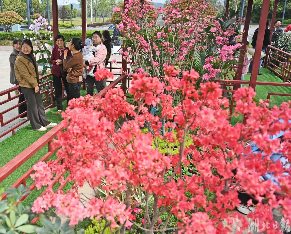 宜昌濕地公園辦起名貴杜鵑花展