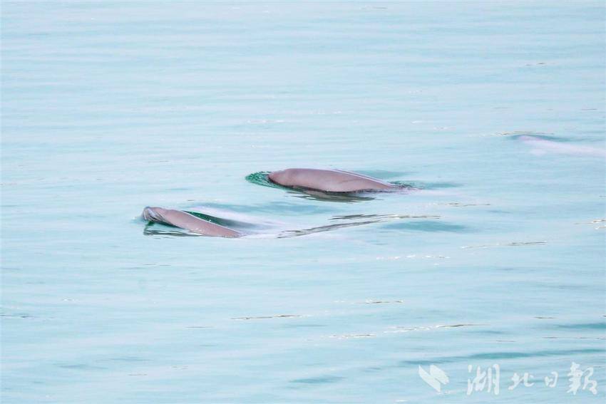 湖北宜昌：長江江豚逐浪嬉戲