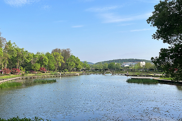 與春相逢在東湖丨在武漢東湖探索“植物王國”