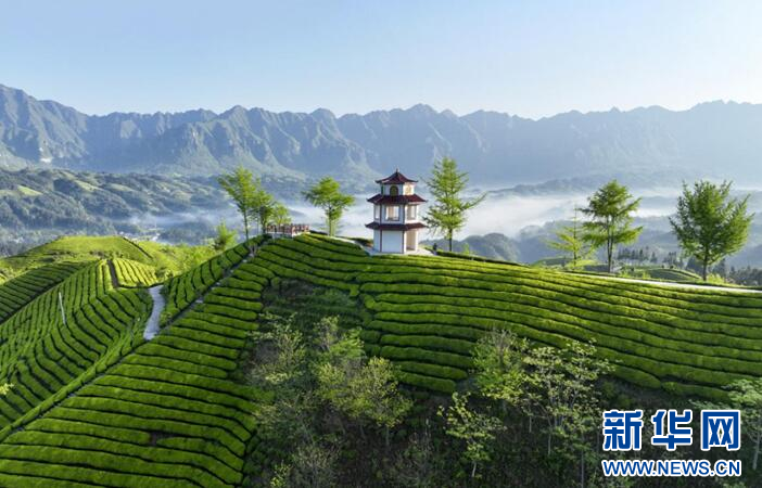 湖北：鶴峰茶“出海”表現亮眼_fororder_微信圖片_20240530092737