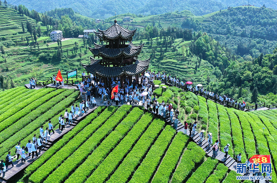 聚焦高品質發展丨楚茶越千年 産業奔千億