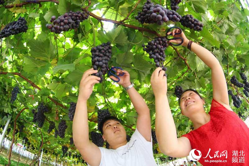 湖北鄖陽：農旅融合助增收