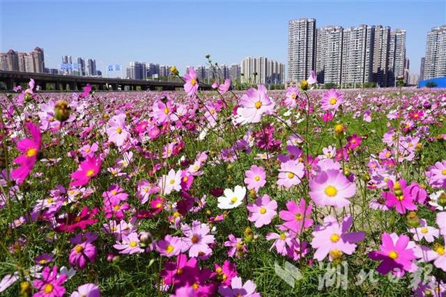武漢鬧市有一片花海 卻無人問津