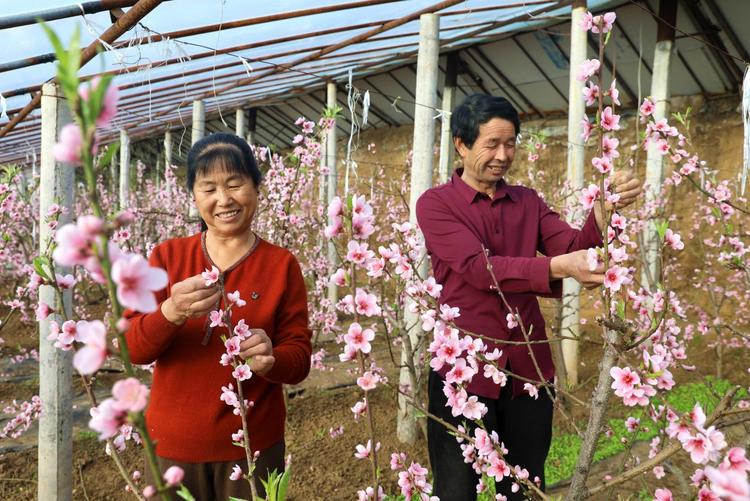 河北平泉：溫室桃花別樣紅