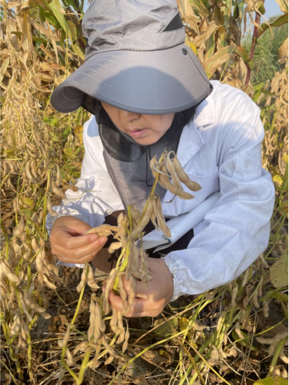 滄州南大港：大豆玉米帶狀復種暨糧油單産提升項目進行實地測産