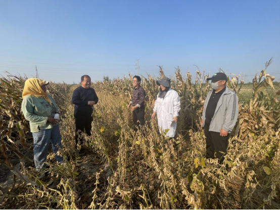 滄州南大港：大豆玉米帶狀復種暨糧油單産提升項目進行實地測産