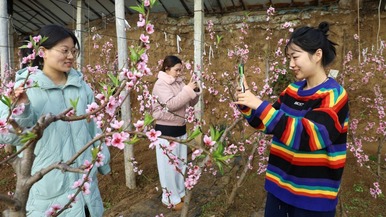 河北平泉：溫室桃花別樣紅