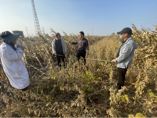 滄州南大港：大豆玉米帶狀復種暨糧油單産提升項目進行實地測産