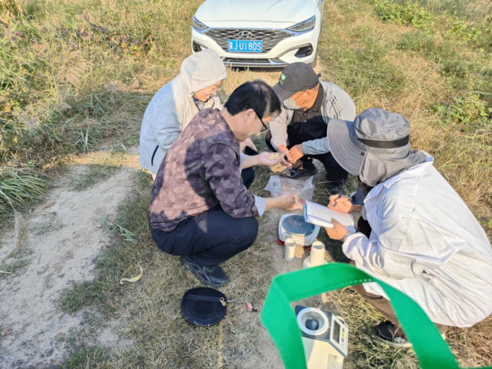 滄州南大港：大豆玉米帶狀復種暨糧油單産提升項目進行實地測産