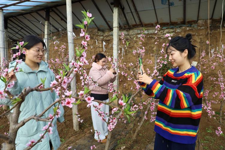 河北平泉：溫室桃花別樣紅