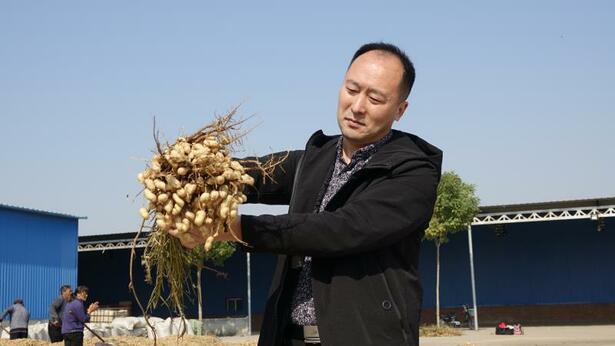 新樂市花生行業協會會長張紅坡：帶動農戶增收致富 實現農業夢