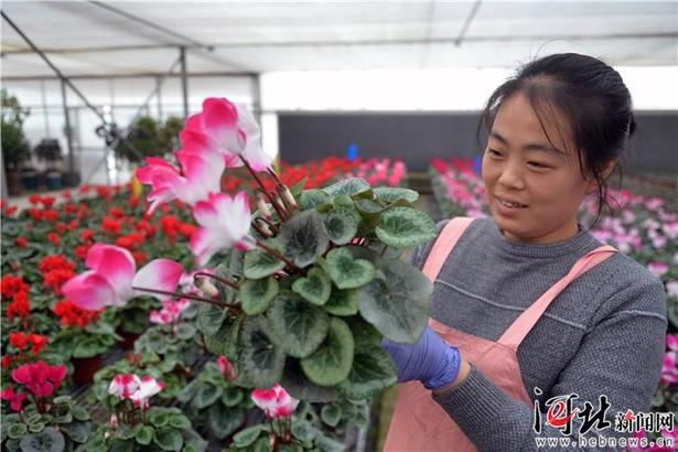 霸州鮮花扮靚京津春節市場