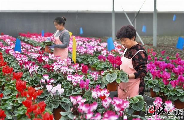 霸州鮮花扮靚京津春節市場