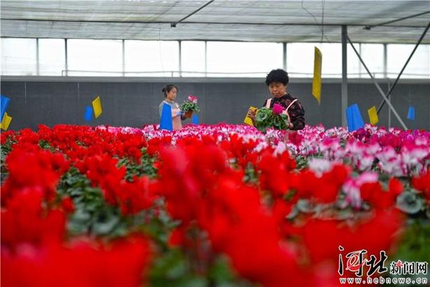 霸州鮮花扮靚京津春節市場