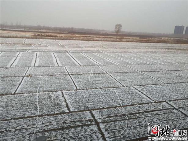 飛雪迎春 河北這場雪中故事不一般