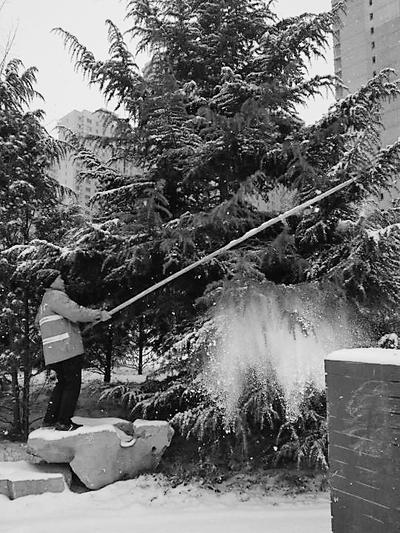 石家莊：連日清積雪 為植物越冬保駕護航