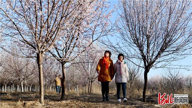 【雲上賞春】河北：春來到 花枝俏