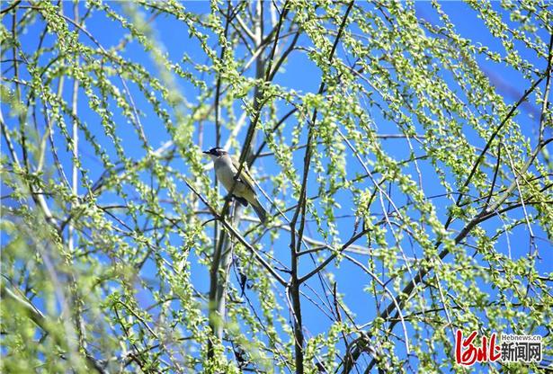 【雲上賞春】河北：春來到 花枝俏