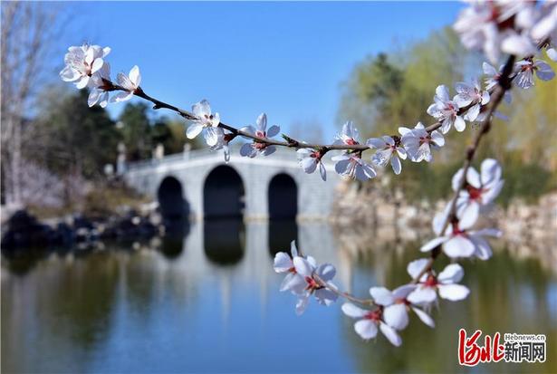 【雲上賞春】河北：春來到 花枝俏