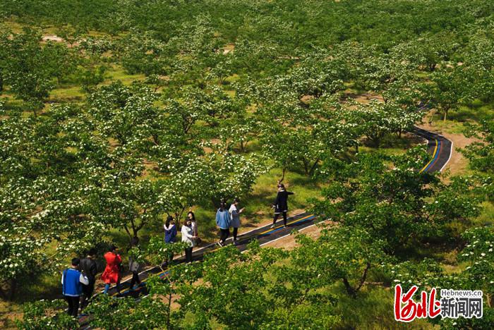 不負繁花不負春！河北這59條“春觀花”休閒農業線路邀您來打卡