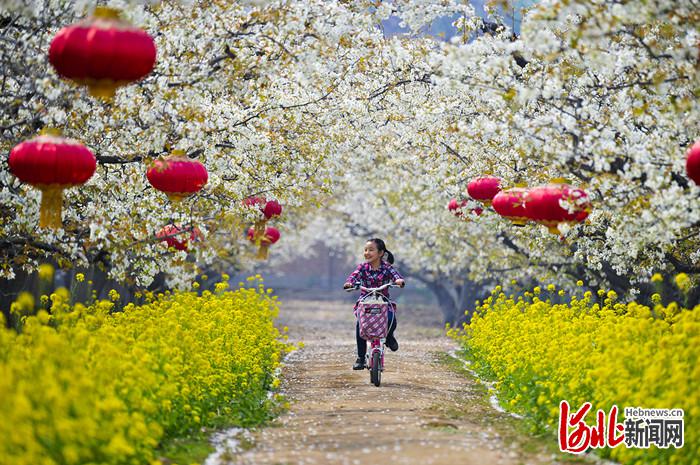 不負繁花不負春！河北這59條“春觀花”休閒農業線路邀您來打卡