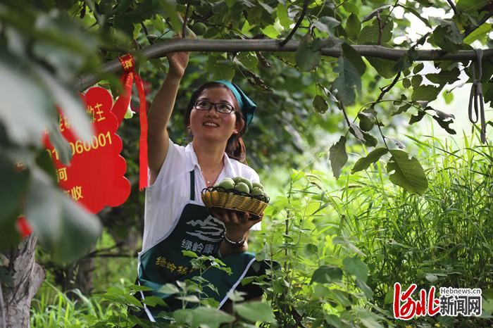 不負繁花不負春！河北這59條“春觀花”休閒農業線路邀您來打卡