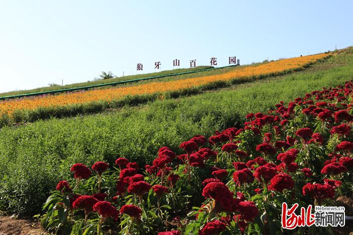 不負繁花不負春！河北這59條“春觀花”休閒農業線路邀您來打卡