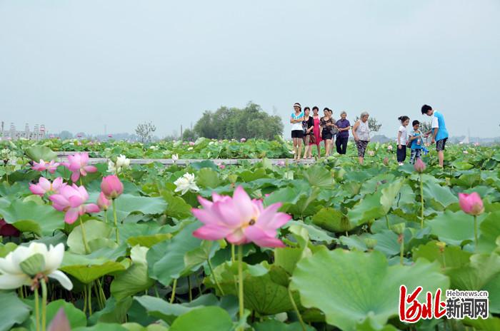 不負繁花不負春！河北這59條“春觀花”休閒農業線路邀您來打卡