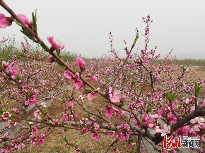 不負繁花不負春！河北這59條“春觀花”休閒農業線路邀您來打卡