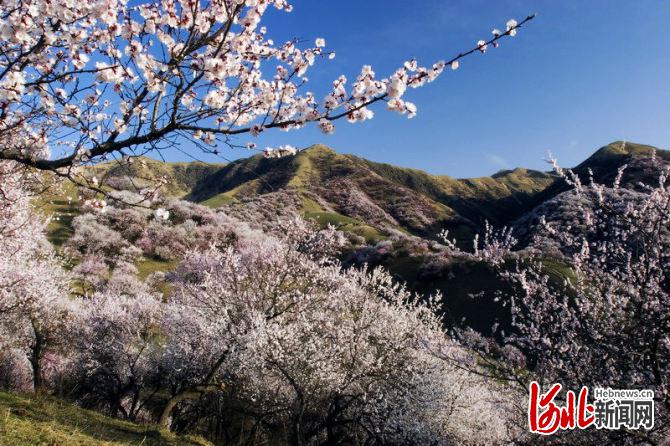 不負繁花不負春！河北這59條“春觀花”休閒農業線路邀您來打卡