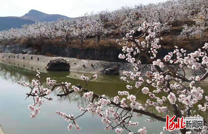 不負繁花不負春！河北這59條“春觀花”休閒農業線路邀您來打卡