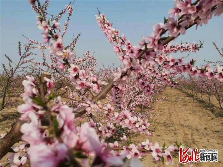 不負繁花不負春！河北這59條“春觀花”休閒農業線路邀您來打卡