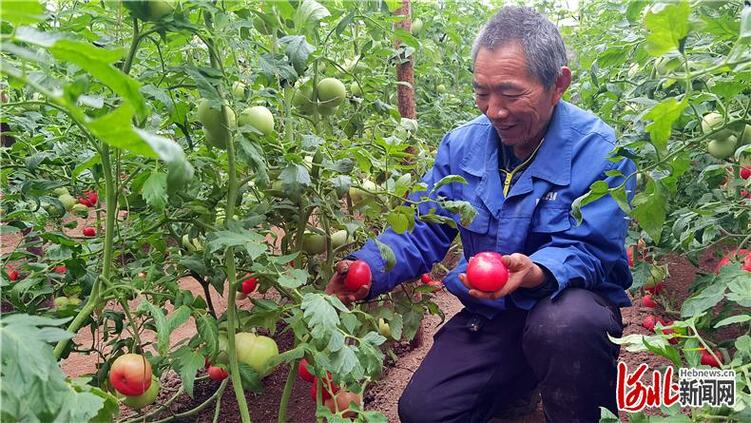 河北推進鄉村振興一線：棚裏圈裏生産忙 産銷對接市場旺