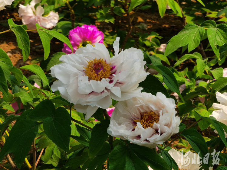 石家莊：牡丹花開惹人醉