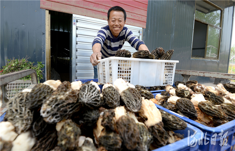 河北：特色産業 助農增收