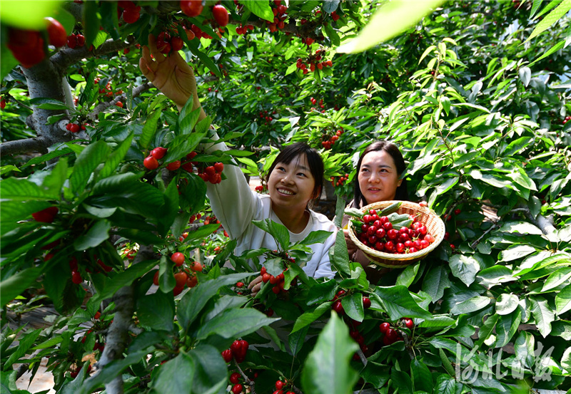 河北：特色産業 助農增收