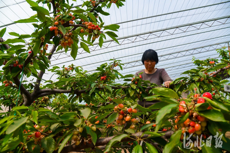 唐山遷西：調整産業結構 特色農業種植面積達3.9萬畝