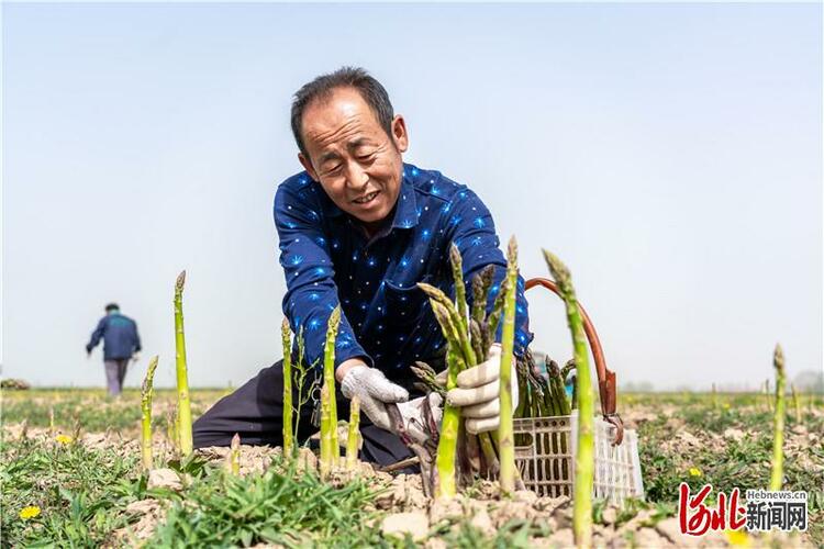 河北廣宗：種植蘆筍帶動農民致富增收