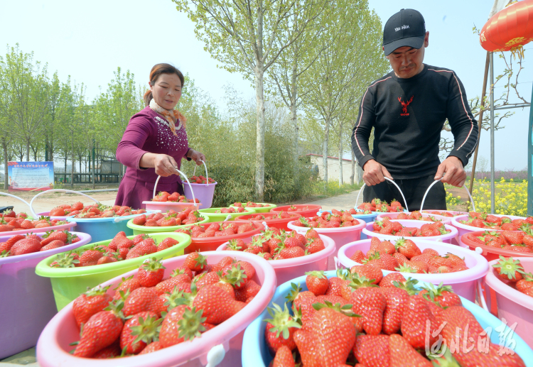 河北成安：蔬菜種植 促農增收