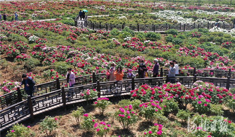 河北邯鄲：“賞花經濟”助力鄉村振興