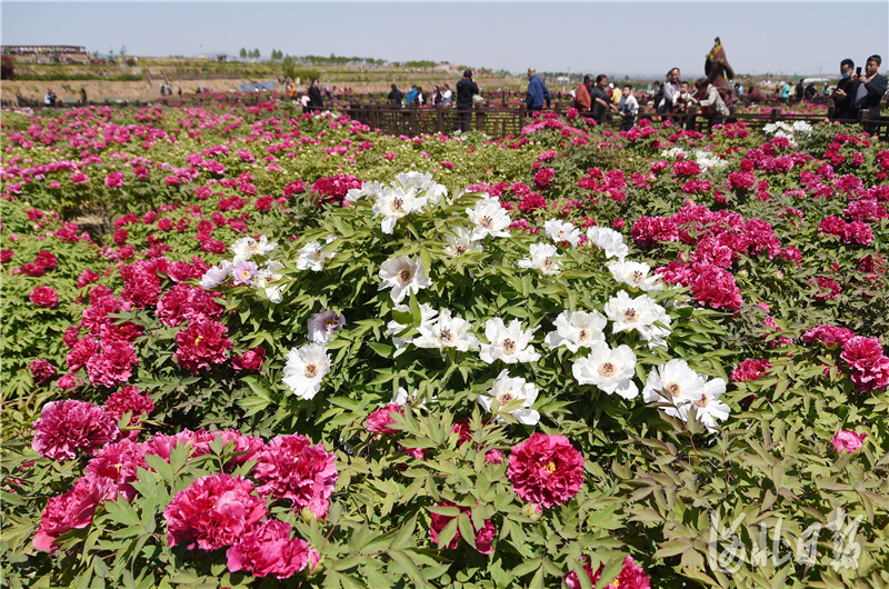 河北邯鄲：“賞花經濟”助力鄉村振興