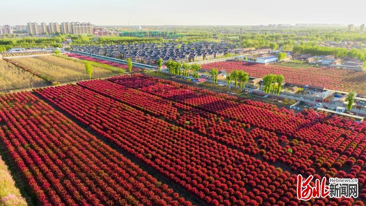 河北大廠：花林樹海春光美