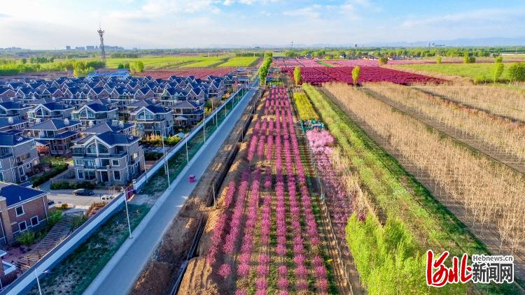 河北大廠：花林樹海春光美