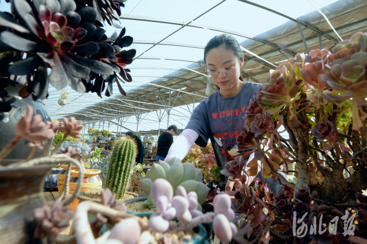 河北內丘：發展花卉種植 促進農民增收