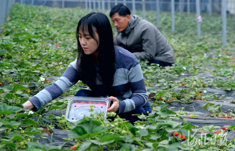 河北邯鄲：特色種植促農增收