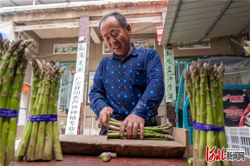 河北廣宗：種植蘆筍帶動農民致富增收